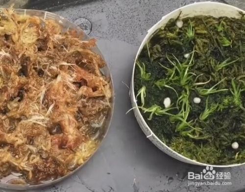 空气凤梨种子怎么播种