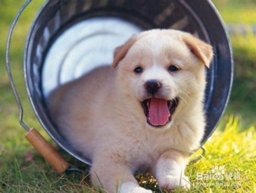 狗狗适合什么玩具及如何和它玩耍
