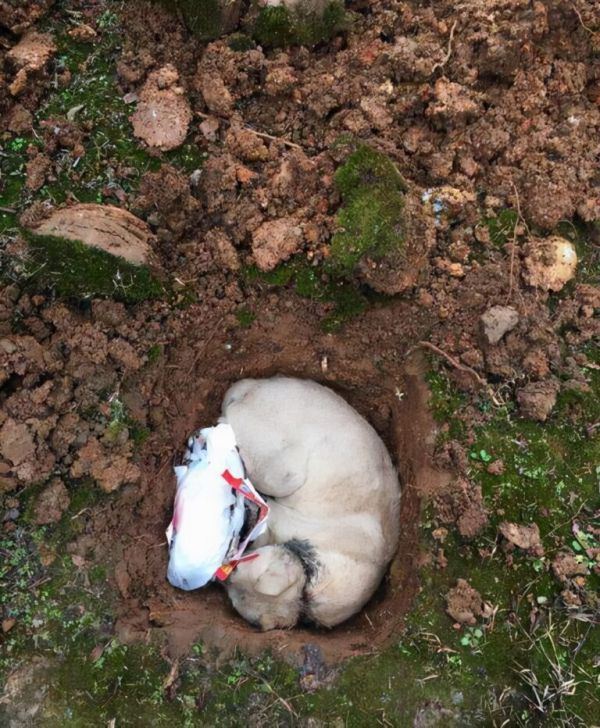 猫咪死后不能埋，原来是有科学依据的 