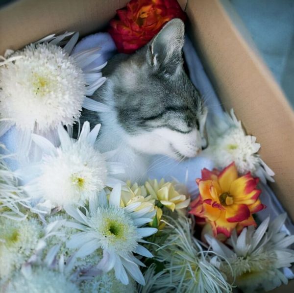 猫咪死后不能埋，原来是有科学依据的 