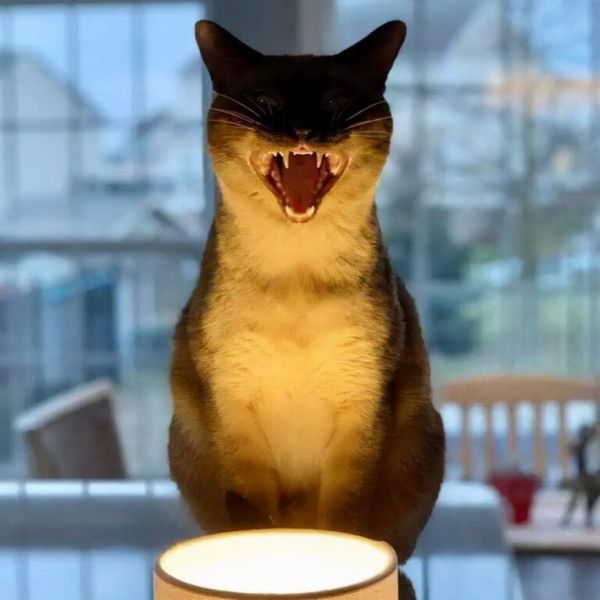 猫咪死后不能埋，原来是有科学依据的 