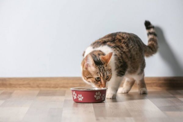 猫咪死后不能埋，原来是有科学依据的 