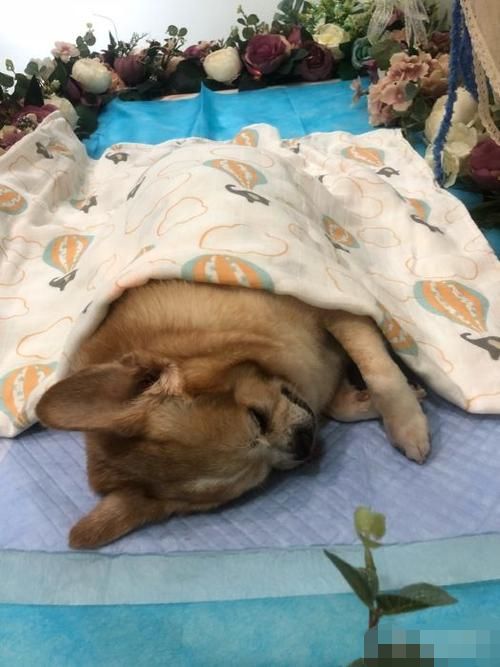 无锡宠物狗死亡处理费用一览表