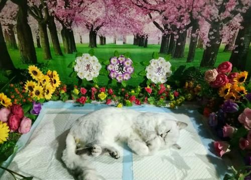 南京宠物狗死亡处理正规宠物殡葬公司