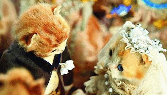 用猫咪尸体做成华丽婚礼 这些艺术品看得我后背发凉