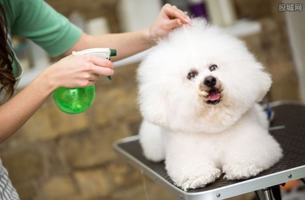 宠物染色变熊猫新业务