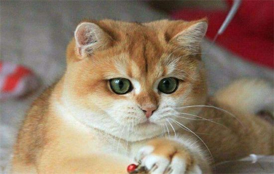 ​家里养猫如何保持卫生干净