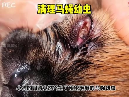 救治被马蝇幼虫寄生眼镜的小狗#动物救助 #解压视频 #马蝇幼虫