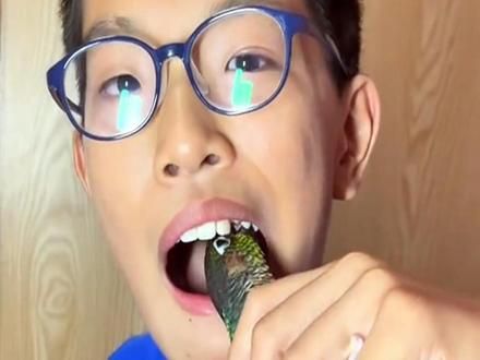 不是医院拔不起，而是鹦鹉拔牙更有性价比 #鹦鹉 #鹦鹉拔牙 #动物 #科普 #涨知识