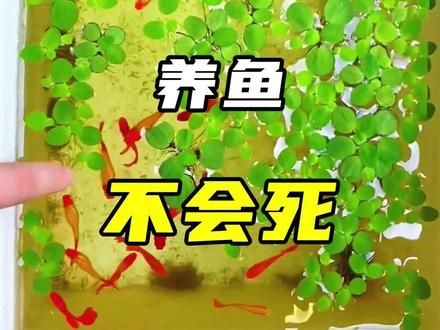 你有没有发现泡沫箱养鱼不会死？就算你好几天不换水，不喂食，还是会水清鱼靓！#泡沫箱养鱼#新手养鱼 #养鱼日记 #养鱼