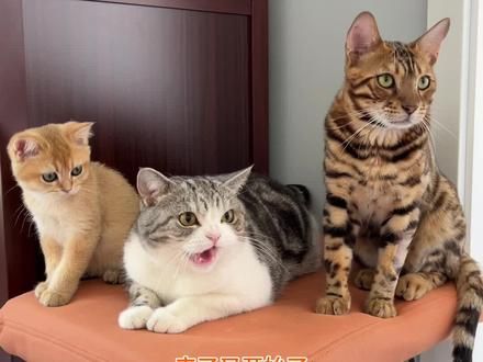 希望叨老板，能够早日接受我们家的大白猫北极。#猫咪 #萌宠出道计划 #萌宠好物 #神奇动物在抖音