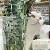 超会养猫的保罗