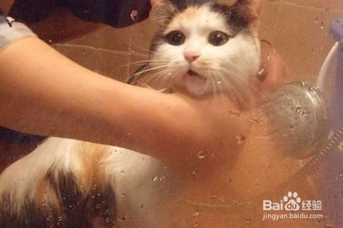 家里怎么养猫才干净