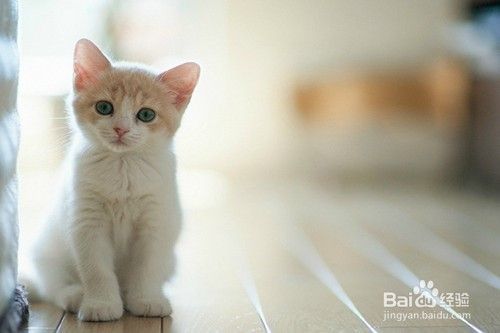 家里怎么养猫才干净