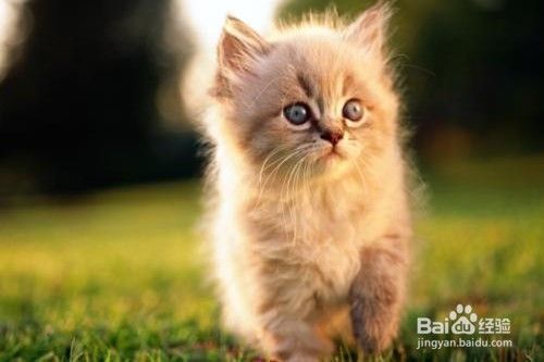 家里怎么养猫才干净