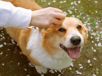 柯基犬