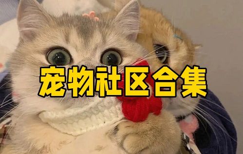 宠物社区合集