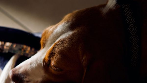 dog_sleeping