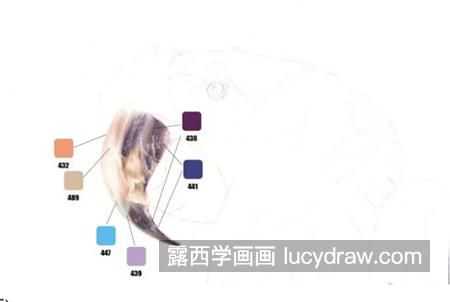 金刚鹦鹉怎么画？详细的彩铅画步骤是什么？