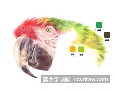 金刚鹦鹉怎么画？详细的彩铅画步骤是什么？