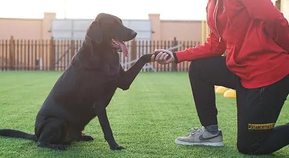 训犬师这个行业怎么样