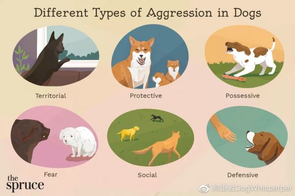 图片来自：https://www.thesprucepets.com/dogs-and-aggression-1118229