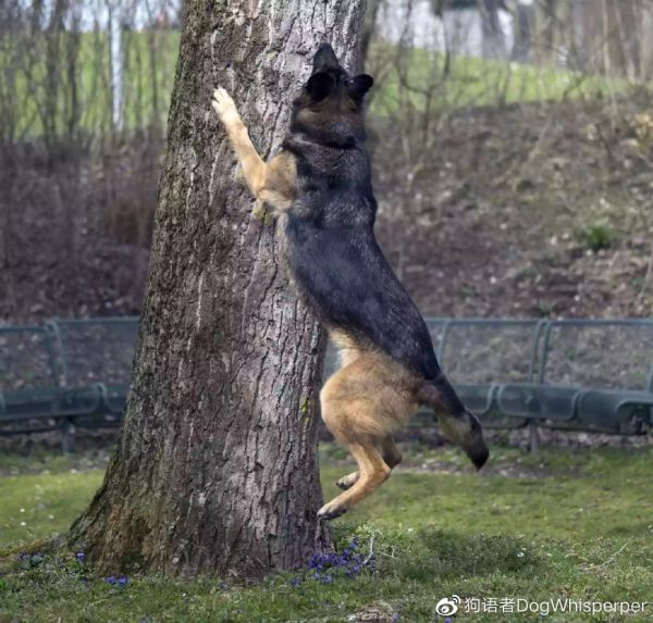图片来自：https://www.thesprucepets.com/dogs-and-aggression-1118229