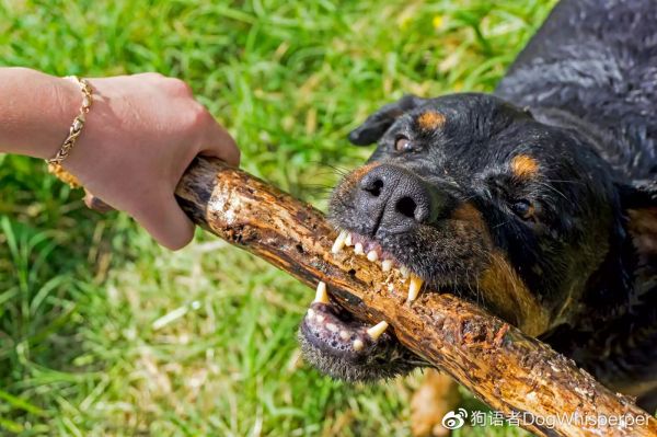 图片来自：https://www.thesprucepets.com/dogs-and-aggression-1118229