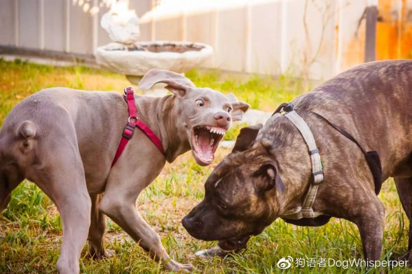 图片来自：https://www.thesprucepets.com/dogs-and-aggression-1118229
