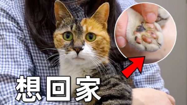 万万没想到,在小区流浪很久的鸳鸯原来也曾是只宠物猫,懂事得让人心疼!
