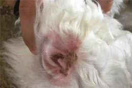 哪类狗狗患耳道感染的几率较大?这几种狗狗要注意了