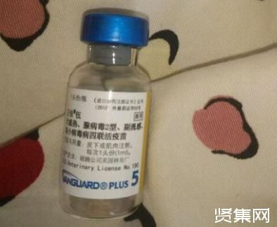 ​狗疫苗多少钱一针？狗狗疫苗费用标准