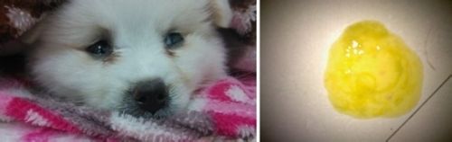 狗狗什么时候打疫苗