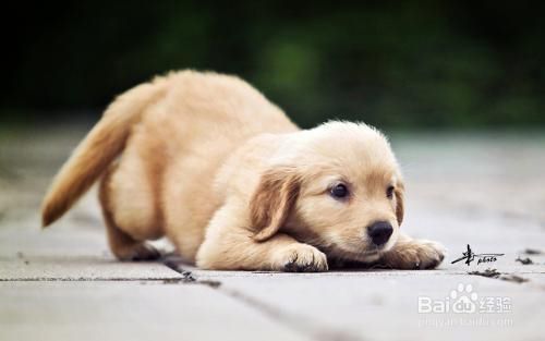 狗狗什么时候打疫苗