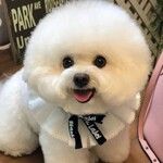 纯种比熊幼犬活体狗狗双血统比熊犬泰迪犬小型犬家养幼体宠物狗狗