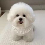 纯种比熊幼犬活体长不大不掉毛飞耳韩版比熊犬小型犬茶杯犬宠物狗