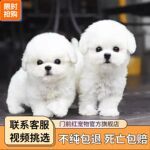 批发纯种比熊幼犬活体比熊犬小型犬茶杯犬比熊茶杯犬宠物狗狗
