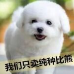 纯种比熊幼犬长不大不掉毛飞耳法国比熊犬小型犬茶杯犬活体宠物狗