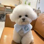 纯种比熊幼犬 长不大不掉毛韩版比熊犬 小型犬茶杯犬活体宠物狗