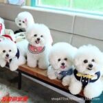 幼犬小体白狗活体宠物狗狗 纯种比熊幼犬小体茶杯犬韩系比熊白色