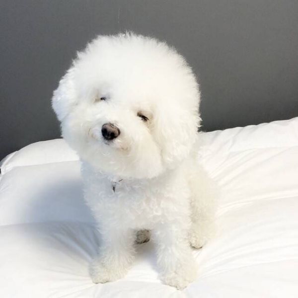 比熊犬-第1张图片-宠查查