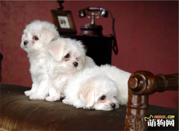 宠物美容:比熊犬什么时候换毛?比熊犬多大换毛?