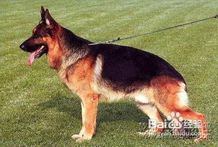 德国牧羊犬幼犬好养吗