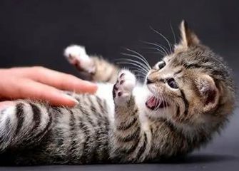 猫咪老是抓住人是怎么回事