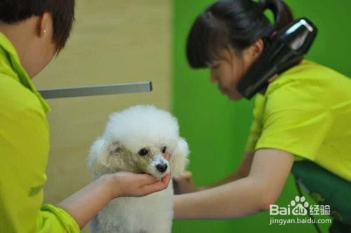 生活中训犬小窍门