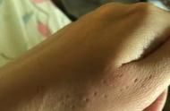 专业宠物训练师解密：猫咪咬人抓人问题解决方法