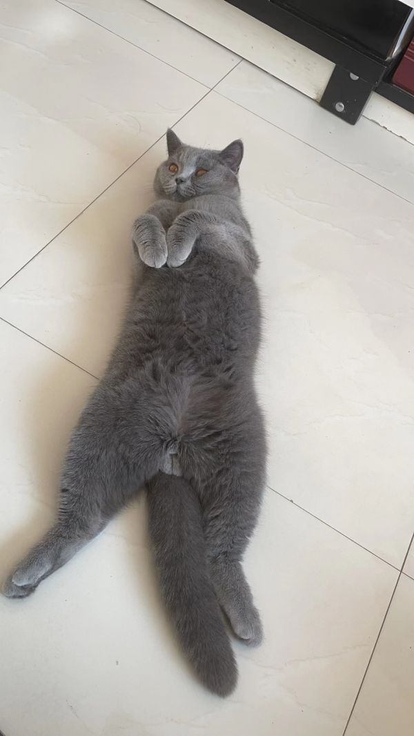 蓝猫，公猫