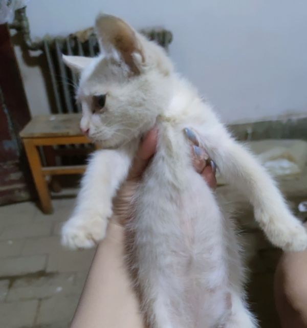 小白猫有爱心的主人带走
