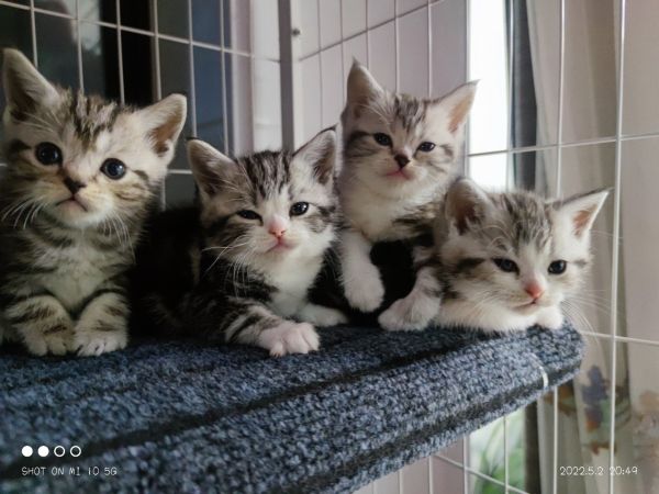 自己猫咪生的宝宝