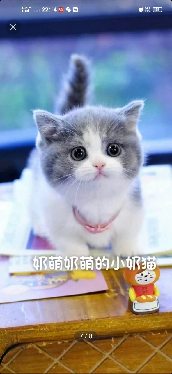 本人喜欢猫咪，**银渐层或者金渐层，蓝猫